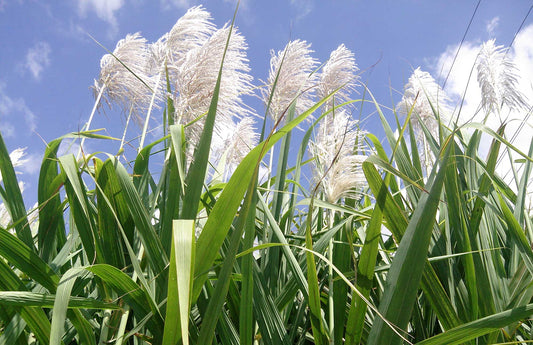 Sugarcane Bloom